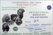 Hodowla owczark�w kaukaskich, kaukazy z Imperial Eriador FCI
