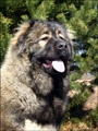 Hodowla owczark�w kaukaskich, kaukazy z Imperial Eriador FCI