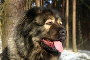 Hodowla owczark�w kaukaskich, kaukazy z Imperial Eriador FCI
