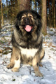 Hodowla owczark�w kaukaskich, kaukazy z Imperial Eriador FCI