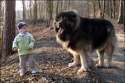 Hodowla owczark�w kaukaskich, kaukazy z Imperial Eriador FCI