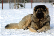 Hodowla owczark�w kaukaskich, kaukazy z Imperial Eriador FCI