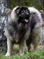 Hodowla owczark�w kaukaskich, kaukazy z Imperial Eriador FCI