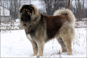 Hodowla owczark�w kaukaskich, kaukazy z Imperial Eriador FCI