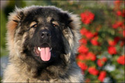 Hodowla owczark�w kaukaskich, kaukazy z Imperial Eriador FCI
