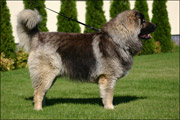 Hodowla owczark�w kaukaskich, kaukazy z Imperial Eriador FCI