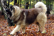 Hodowla owczark�w kaukaskich, kaukazy z Imperial Eriador FCI
