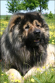 Hodowla owczark�w kaukaskich, kaukazy z Imperial Eriador FCI