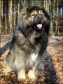 Hodowla owczark�w kaukaskich, kaukazy z Imperial Eriador FCI
