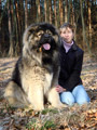 Hodowla owczark�w kaukaskich, kaukazy z Imperial Eriador FCI