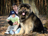 Hodowla owczark�w kaukaskich, kaukazy z Imperial Eriador FCI