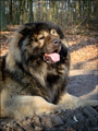 Hodowla owczark�w kaukaskich, kaukazy z Imperial Eriador FCI
