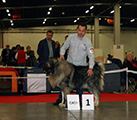 Hodowla owczark�w kaukaskich, kaukazy z Imperial Eriador FCI