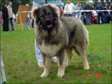 Hodowla owczark�w kaukaskich, kaukazy z Imperial Eriador FCI