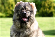 Hodowla owczark�w kaukaskich, kaukazy z Imperial Eriador FCI