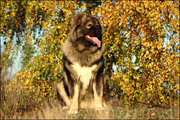Hodowla owczark�w kaukaskich, kaukazy z Imperial Eriador FCI