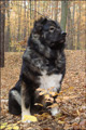 Hodowla owczark�w kaukaskich, kaukazy z Imperial Eriador FCI