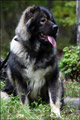 Hodowla owczark�w kaukaskich, kaukazy z Imperial Eriador FCI