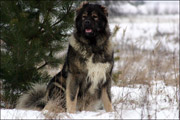 Hodowla owczark�w kaukaskich, kaukazy z Imperial Eriador FCI