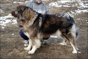 Hodowla owczark�w kaukaskich, kaukazy z Imperial Eriador FCI