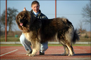 Hodowla owczark�w kaukaskich, kaukazy z Imperial Eriador FCI