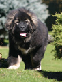 Hodowla owczark�w kaukaskich, kaukazy z Imperial Eriador FCI