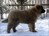 Hodowla owczark�w kaukaskich, kaukazy z Imperial Eriador FCI