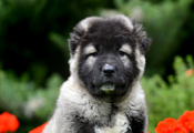 Hodowla owczark�w kaukaskich, kaukazy z Imperial Eriador FCI
