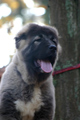 Hodowla owczark�w kaukaskich, kaukazy z Imperial Eriador FCI
