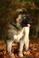 Hodowla owczark�w kaukaskich, kaukazy z Imperial Eriador FCI
