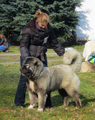 Hodowla owczark�w kaukaskich, kaukazy z Imperial Eriador FCI