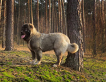 Hodowla owczark�w kaukaskich, kaukazy z Imperial Eriador FCI