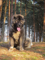 Hodowla owczark�w kaukaskich, kaukazy z Imperial Eriador FCI