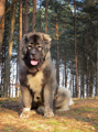 Hodowla owczark�w kaukaskich, kaukazy z Imperial Eriador FCI
