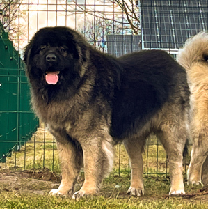 Hodowla owczark�w kaukaskich, kaukazy z Imperial Eriador FCI