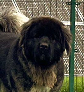 Hodowla owczark�w kaukaskich, kaukazy z Imperial Eriador FCI