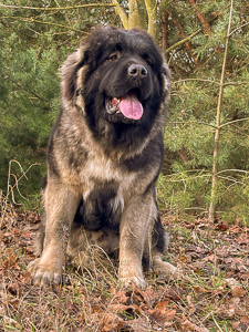 Hodowla owczark�w kaukaskich, kaukazy z Imperial Eriador FCI