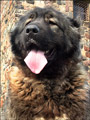 Hodowla owczark�w kaukaskich, kaukazy z Imperial Eriador FCI