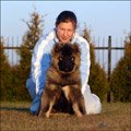 Hodowla owczark�w kaukaskich, kaukazy z Imperial Eriador FCI