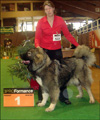 Hodowla owczark�w kaukaskich, kaukazy z Imperial Eriador FCI