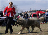 Hodowla owczark�w kaukaskich, kaukazy z Imperial Eriador FCI