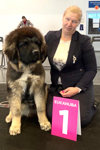 Hodowla owczark�w kaukaskich, kaukazy z Imperial Eriador FCI