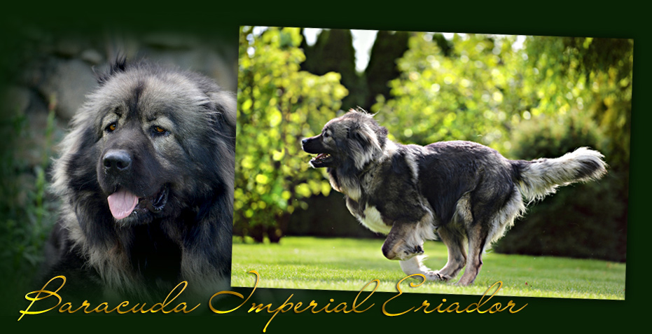 Hodowla owczark�w kaukaskich, kaukazy z Imperial Eriador FCI