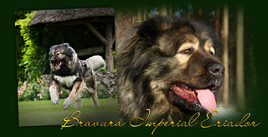 Hodowla owczark�w kaukaskich, kaukazy z Imperial Eriador FCI