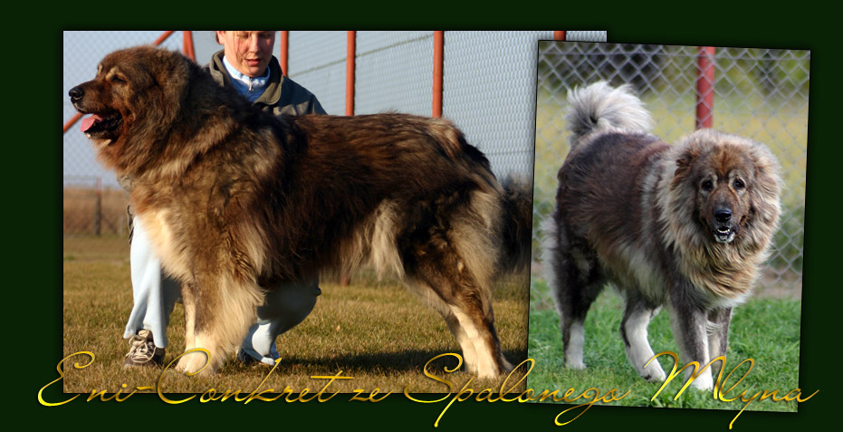 Hodowla owczark�w kaukaskich, kaukazy z Imperial Eriador FCI