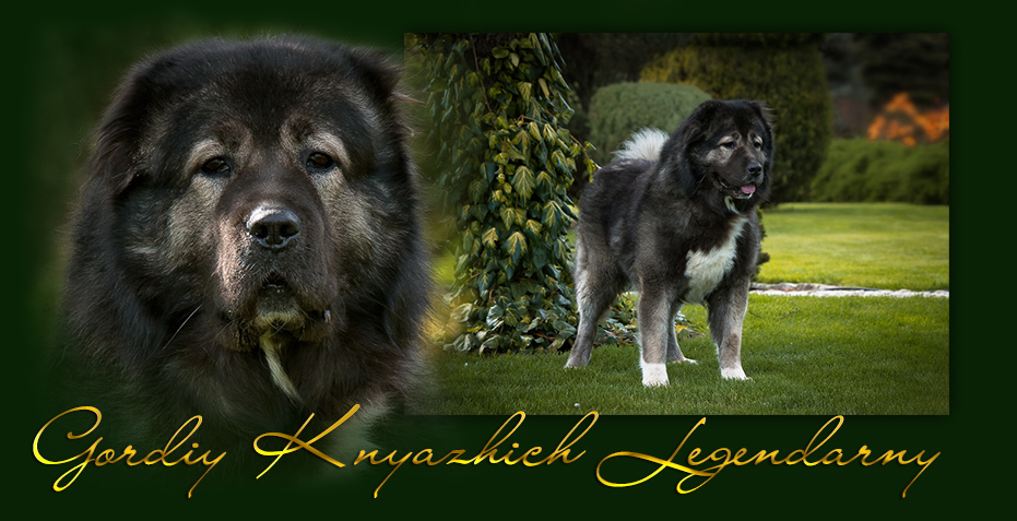 Hodowla owczark�w kaukaskich, kaukazy z Imperial Eriador FCI