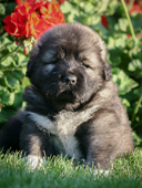 Hodowla owczark�w kaukaskich, kaukazy z Imperial Eriador FCI