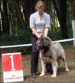 Hodowla owczark�w kaukaskich, kaukazy z Imperial Eriador FCI