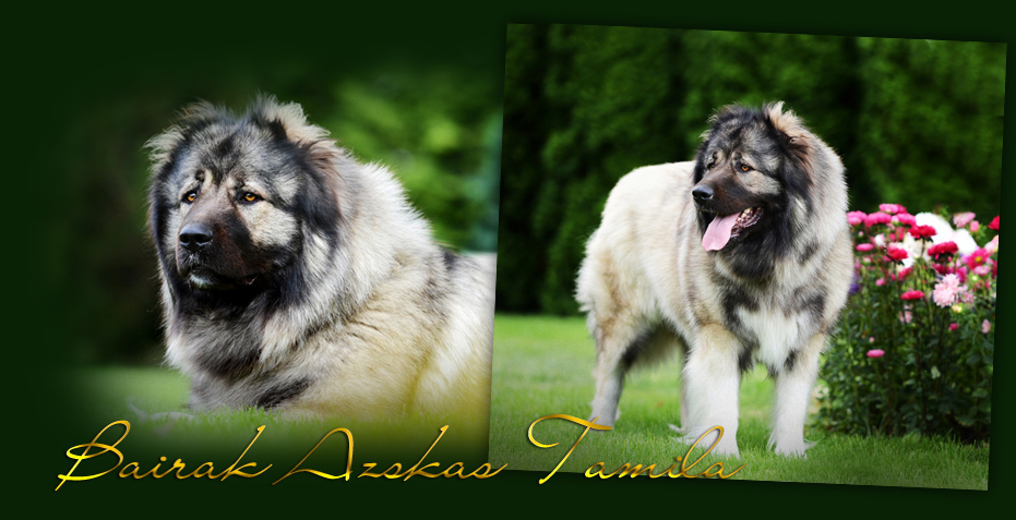 Hodowla owczark�w kaukaskich, kaukazy z Imperial Eriador FCI